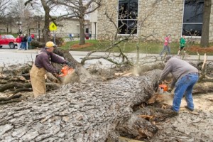 UCM's Grounds crews work to remove the collapsed tree.