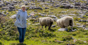 Megan Stanley explores the western coast of Ireland near Galway last summer. She stood near some sheep who were also walking along the coast. 