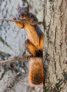 PHOTO BY BRANDON BOWMAN / PHOTO EDITOR One of UCM's many squirrels looks over the quad Tuesday, Oct. 20 while students head to and from class.