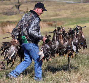 PHOTOS BY CLIFF ADAMS/digitalBURG Steve Kelly, of Blackwater Retrievers, removes ducks from a rack during the Kansas City Retriever Club’s field trial Saturday in Sedalia, Missouri. The three-day event consisted of Labrador, golden, and Chesapeake Bay retrievers competing to qualify for runs in amateur, open and derby.