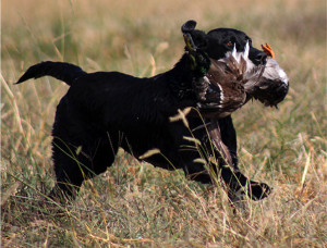 Labrador retriever Scout, owned by John Goossen, returns a duck during the Kansas City Retriever Club’s field trial Saturday in Sedalia, Missouri. The three-day event consisted of Labrador, golden, and Chesapeake Bay retrievers competing to qualify for runs in amateur, open and derby.