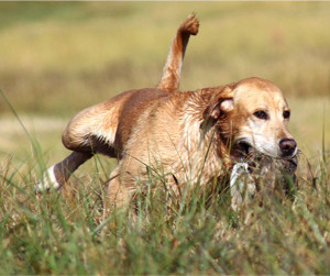 Labrador retriever Ranger stops to relieve himself while returning a duck during the Kansas City Retriever Club’s field trial Saturday in Sedalia, Missouri. The three-day event consisted of Labrador, golden, and Chesapeake Bay retrievers competing to qualify for runs in amateur, open and derby.