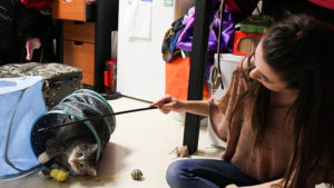 PHOTO BY ANDREA LOPEZ / MULTIMEDIA EDITOR Amber Patton plays with her cat, Simon, who is her emotional support animal, in her dorm room.