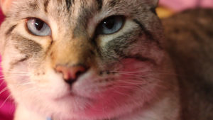 PHOTO BY ANDREA LOPEZ / MULTIMEDIA EDITOR Simon is one of 44 animals providing emotional support for UCM students on campus.